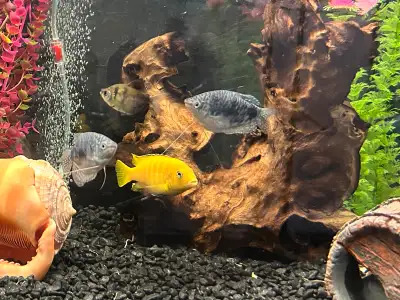 2 Poissons Chiclid , d’environ 4pouces , (25$ chacun) ..