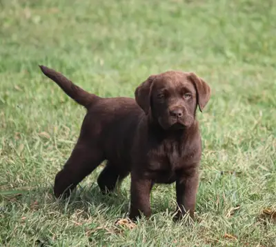 CKC Registered Labrador Retriever Puppies, View more