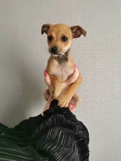 Chihuahua puppy GIRL, View more