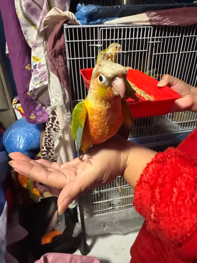 conure  friendly in Birds for Rehoming in Mississauga / Peel Region - Image 2