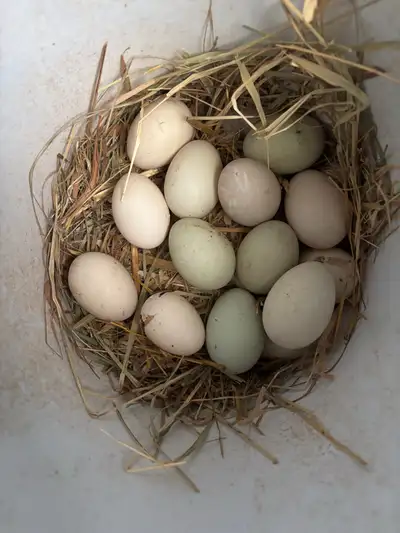 Duck eggs , View more