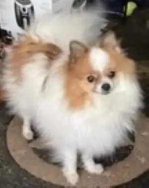 Gorgeous, outgoing white/red female Pom available. Intact housepet, great temperament, gets along we...