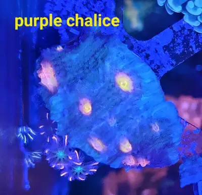 Purple yellow eye chalice - saltwater coral frag , View more