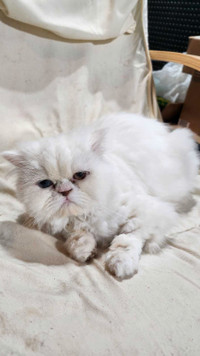 Persian cat pure white 