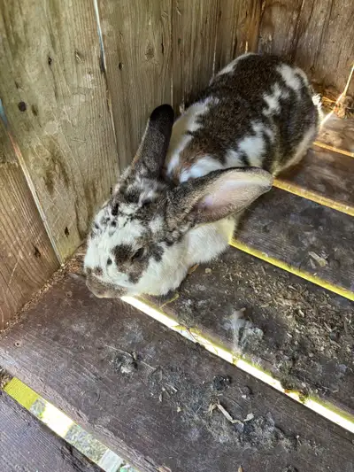 Flemish Giant buck for rehoming. Tame, good pet, and good with children. He is around four years old...