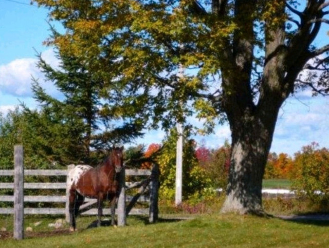 KTM LIVESTOCK in Horses & Ponies for Rehoming in Sudbury