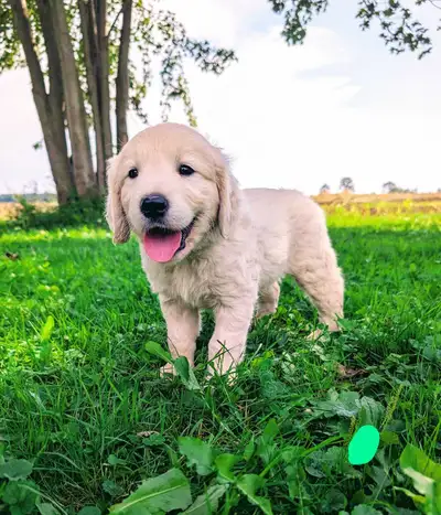 GOLDEN RETRIEVER, View more