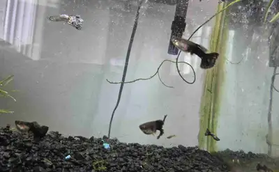 free guppy, View more