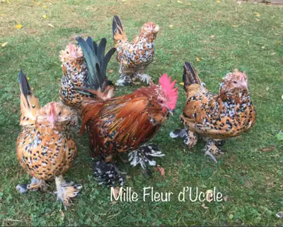 Show quality Mille Fleur d’Uccle hatching eggs , View more