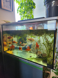 Aquarium 30 gallons pas cher