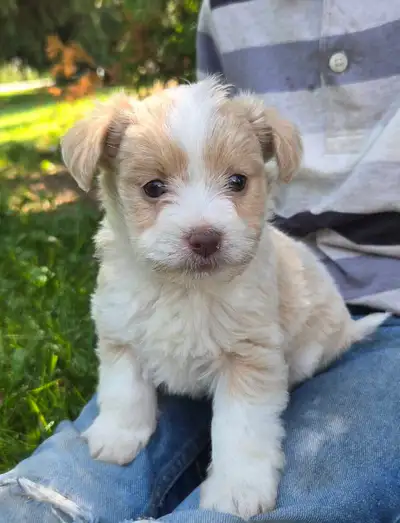 Havanese/Poodle Puppies  for Sale, View more