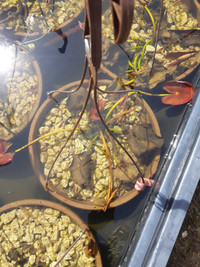 Water lillies and bog/marginals