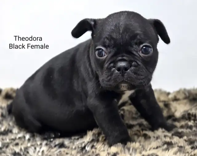 FRENCHTON puppies in Dogs & Puppies for Rehoming in Vancouver - Image 6