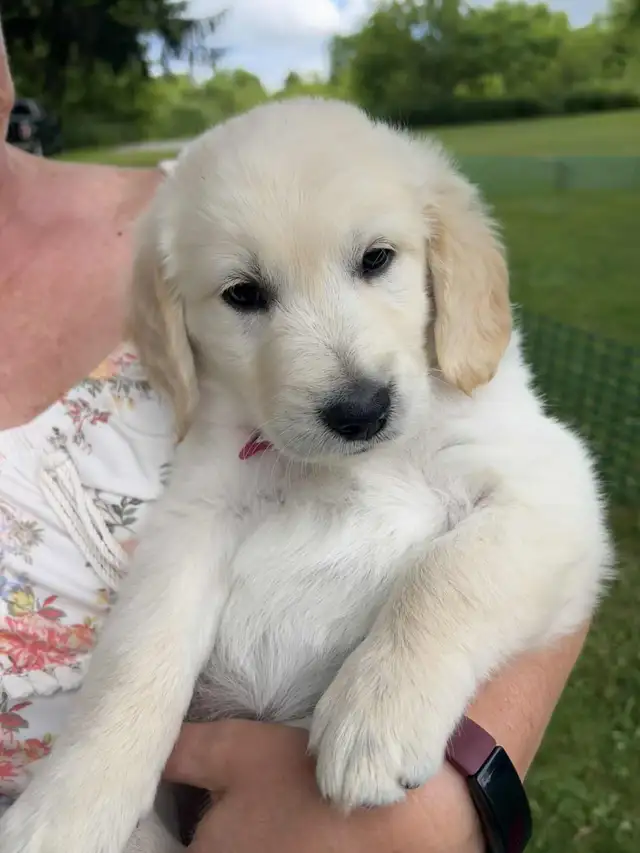 ALL PUPPIES NOW HAVE HOMES Golden Retriever Puppies  Yeee Hawww! in Dogs & Puppies for Rehoming in Kitchener / Waterloo - Image 7