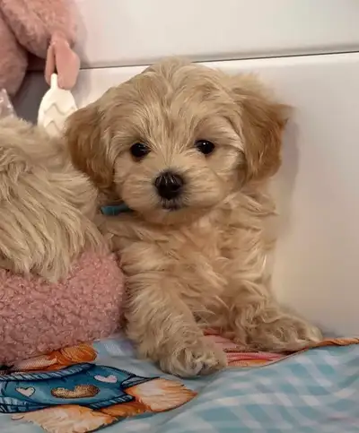 Apricot Toy Maltipoo Puppies Ready to Go, View more