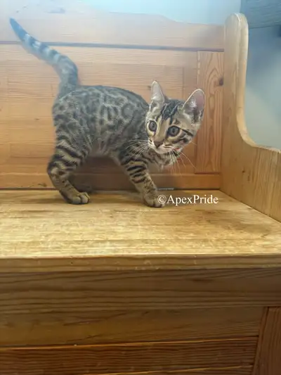 Apexpride Bengals has 3 kittens available 2 brown spotted males 1 brown marble male We are a small h...
