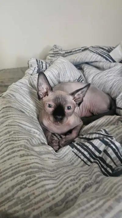 Sphynx cat, girl, 6 month, rehoming , View more