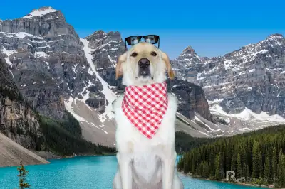 Full Time Dog Daycare Attendant, View more