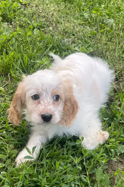 cockapoo  male puppies, View more