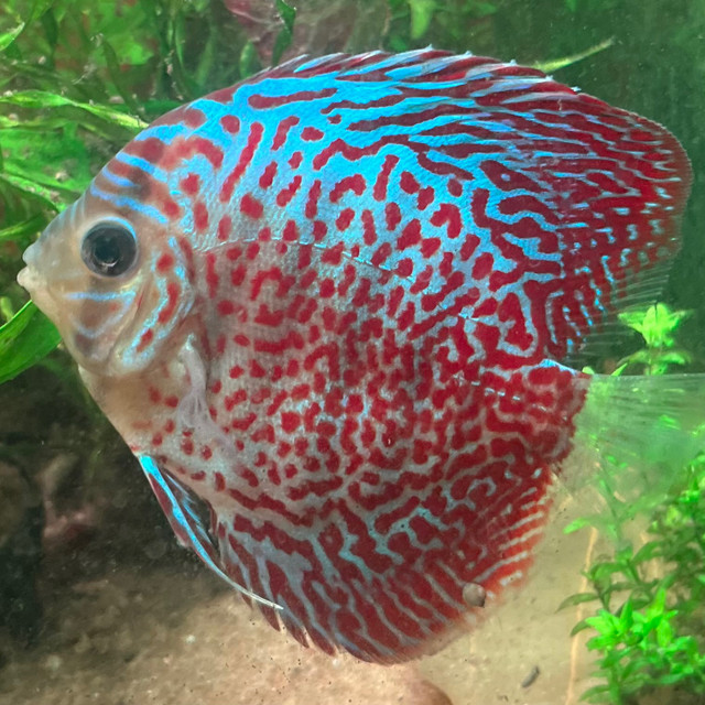 Leopard Discus 2.5” in Fish for Rehoming in Ottawa