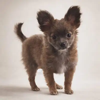 211 ads for chihuahua dog in Dogs & Puppies for Rehoming in Canada