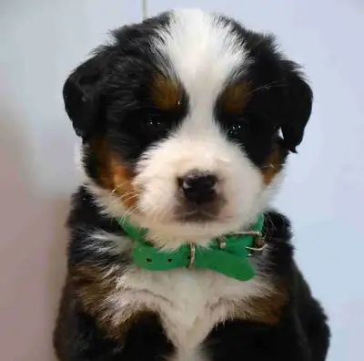 We have a beautiful litter of bernese mountain dog puppies available! They are around 4 weeks old no...