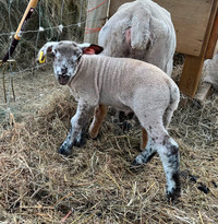 Healthy Suffolk x Canadian Arcott Ram Lamb