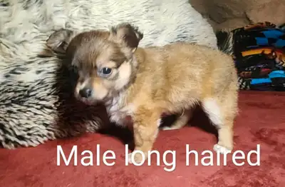 Chihuahua puppies, View more
