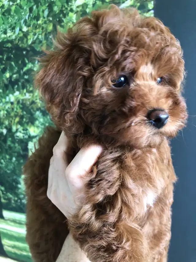 Pure Toy poodle, trained,fully vaccinated,health guarantee. in Dogs & Puppies for Rehoming in City of Toronto - Image 6