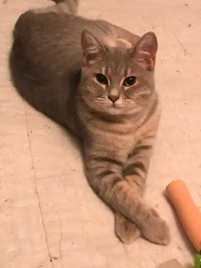 Sweet Scottish Straight shorthair 1 female is waiting for a new owner. Parents: mom-Scottish fold, d...