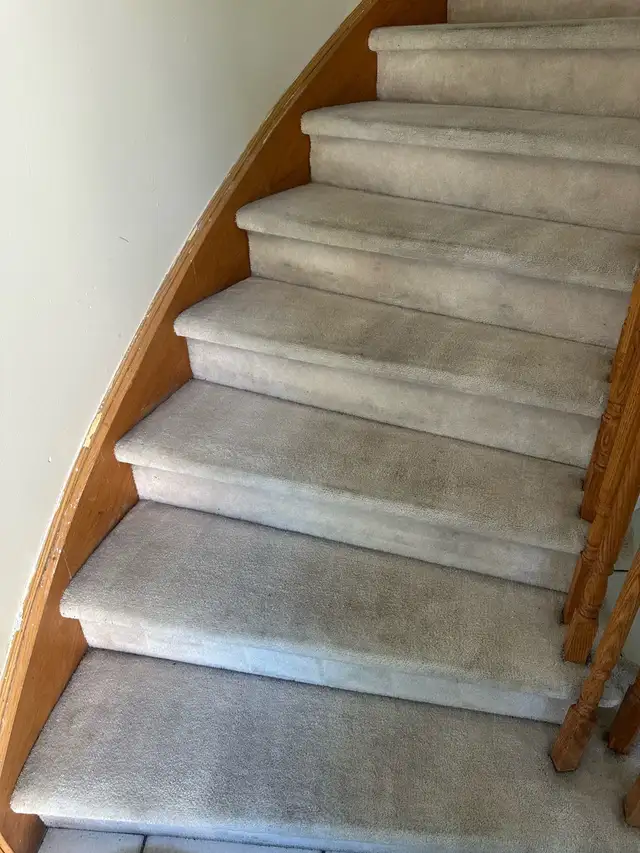 sofa & carpet shampoo 605939388908185603