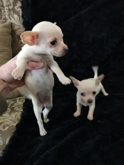 SALE REDUCED PRICING AS BREEDER IS DOWNSIZING ❤️❤️ VALENTYNE ENTERPRISE LICENCED KENNEL REGISTERED B...