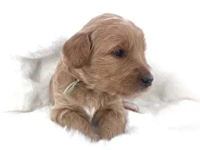 Goldendoodle Puppies ready May 6th, View more