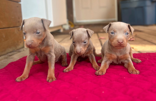 Chiot Pinscher avec Garantie santé dans Chiens et chiots à adopter  à Lanaudière - Image 2