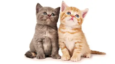 ***  PET BOARDING at Home ***, View more