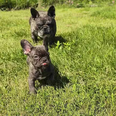 bulldog français, Voir plus