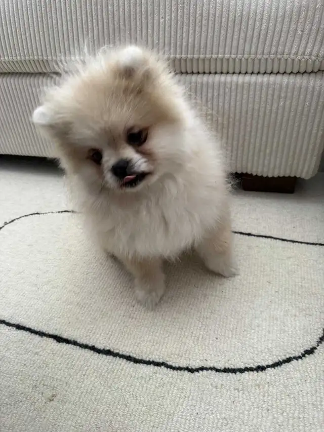 Pomeranian in Dogs & Puppies for Rehoming in City of Toronto - Image 9