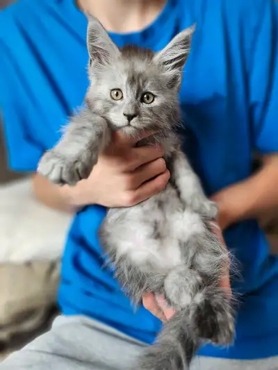 MAINE COON KITTENS, View more