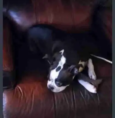 Boston terrier vendu, View more