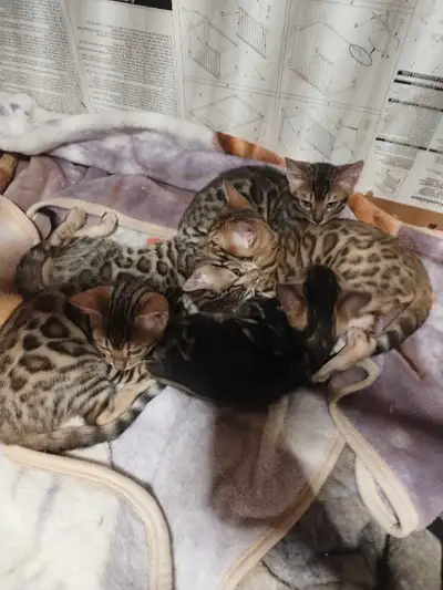 Bonjour, 4 beaux petits mâles et 1 femelle dociles et enjoués. ils vont dans la litière depuis envir...