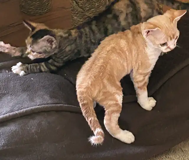 Devon Rex kittens in Cats & Kittens for Rehoming in Barrie - Image 6