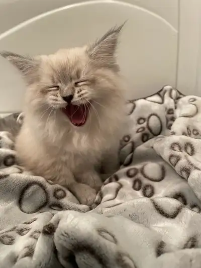 Siberian Neva Masquerade SOLD next available in December, View more