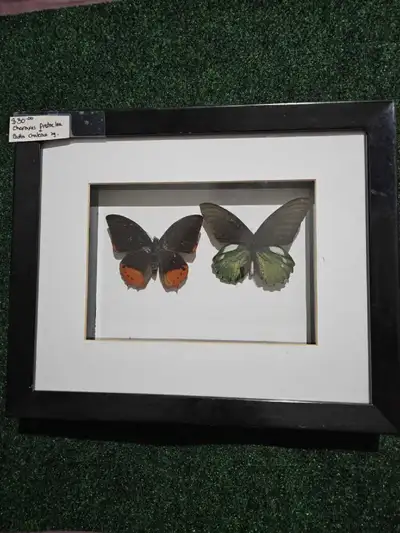 taxidermy frame done by myself (visually impared) Specimens from around the world and ready for new...