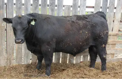 Purebred Black and Red Angus Bulls, View more