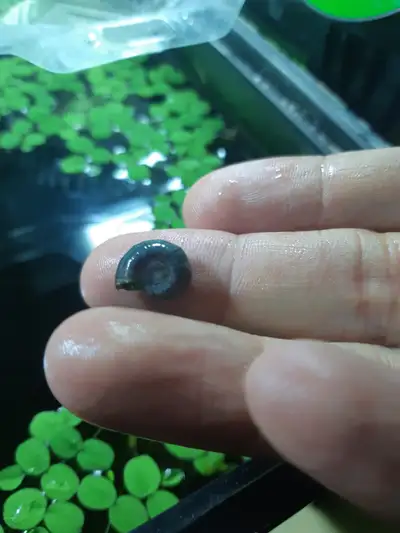 Ramshorn Snails Aquarium.., View more