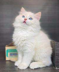  Ragdoll kitten for sale