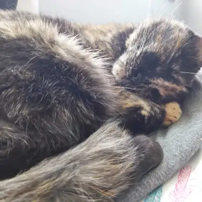 Tortoiseshell cat rehoming free to a good home , View more
