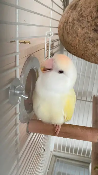 Young female lovebird for rehoming, View more