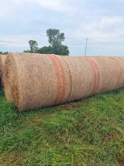 Have around 500 brome alfalfa round bales to sell not rained on baled dry average weight of 1400–145...