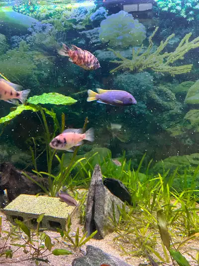 African Cichlid (Yellowtail Acei), View more